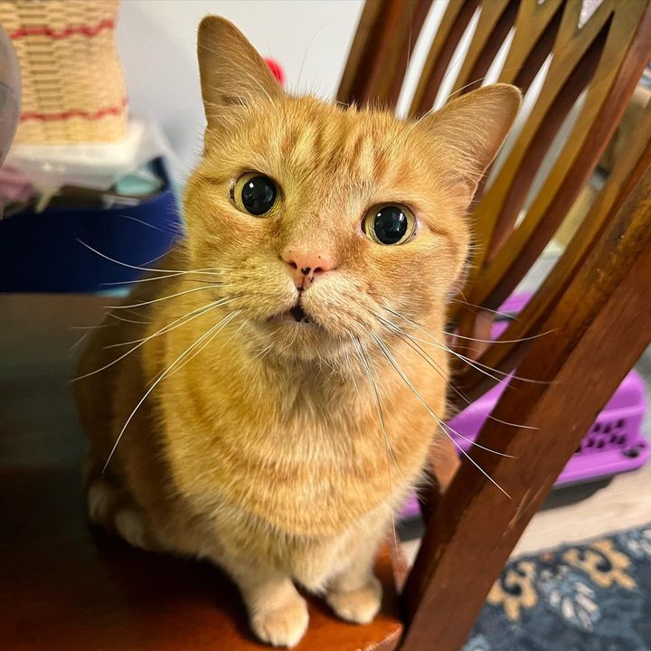 sweet social orange cat mimi
